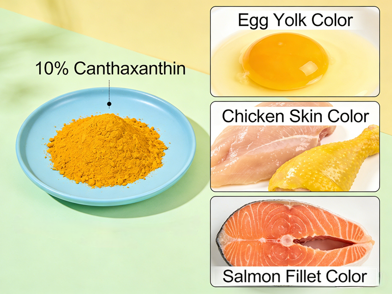 The role of canthaxanthin in feed Kantaksantinin yemdeki rolü