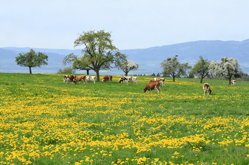 Effects of zinc sulfate monohydrate on cattle and sheep Çinko sülfat monohidratın sığır ve koyunlara etkileri