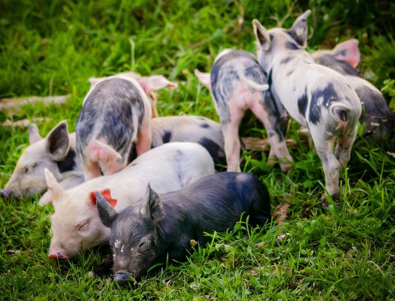 The important role of methionine in piglets Domuz yavrularında metiyoninin önemli rolü