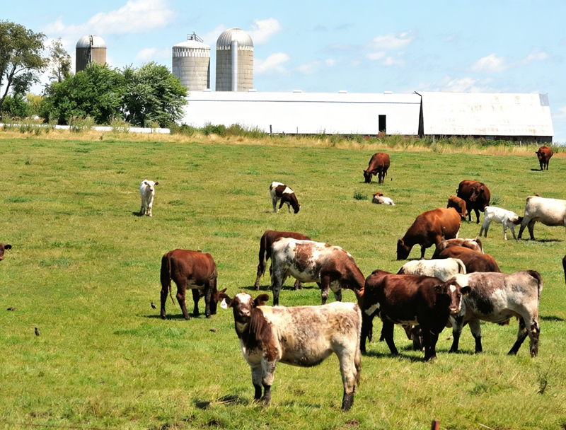 Application of rumen-protected methionine in ruminants Ruminantlarda rumen korumalı metiyonin uygulaması