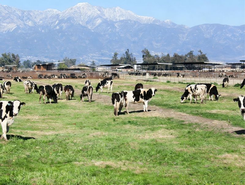 The important role of methionine in dairy cows Süt ineklerinde metiyoninin önemli rolü