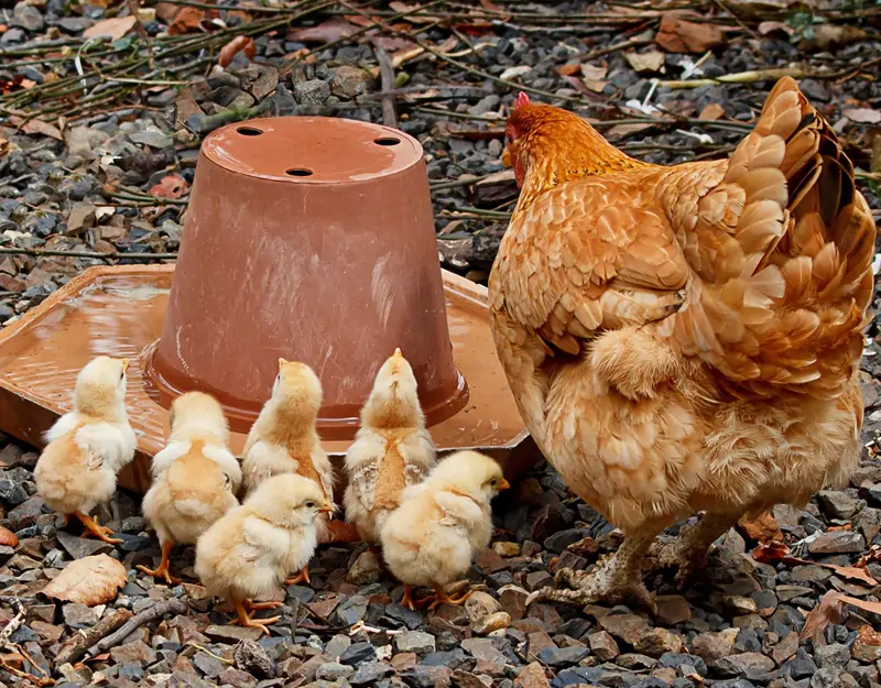 Choline Chloride for Animal Hayvansal Kolin Klorür