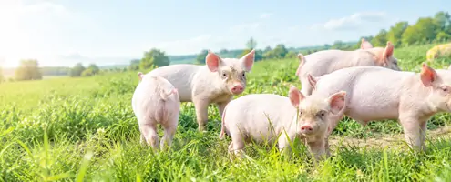 L-Threonine for Swine L-Threonine for Swine