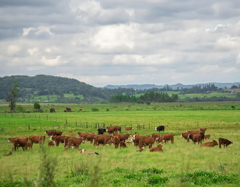 Effects of rumen-protected methionine in beef cattle Besi sığırlarında rumen korumalı metiyoninin etkileri