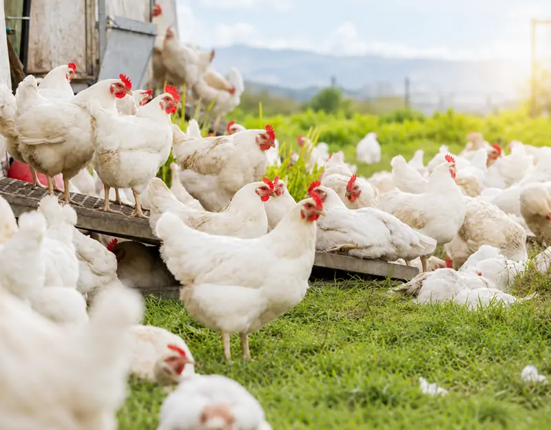 Manganese Sulphate Monohydrate for Poultry Kümes Hayvanları için Manganez Sülfat Monohidrat