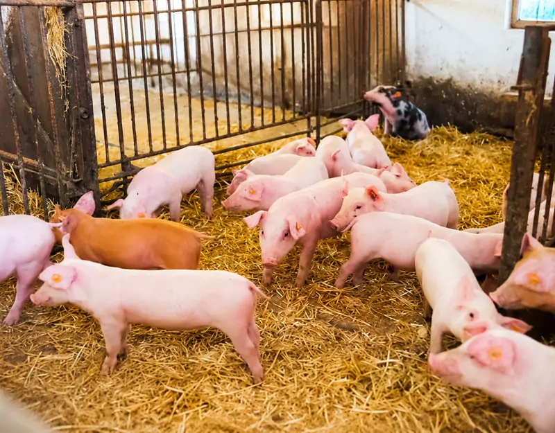 98.5% lysine hydrochloride is specifically designed for pigs %98,5 lisin hidroklorür domuzlar için özel olarak tasarlanmıştır.