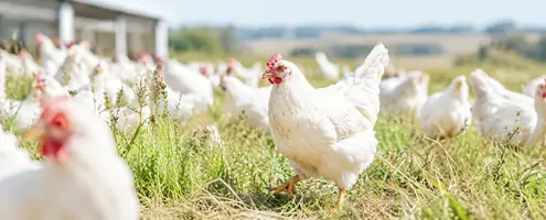 L-Threonine for Poultry L-Threonine for Poultry
