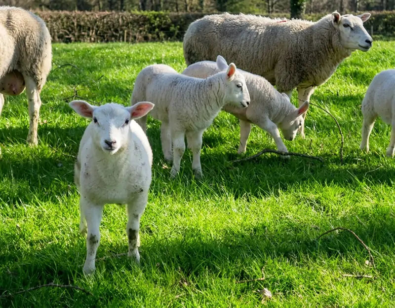 Nutritional effects of rumen-protected methionine in sheep Koyunlarda rumen korumalı metiyoninin beslenmeye etkileri