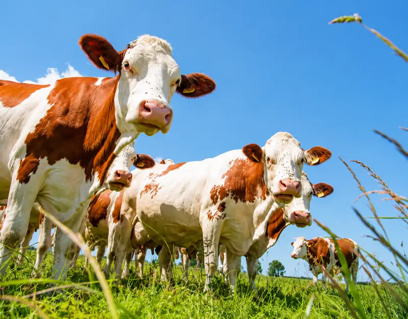 Benefits of Manganese Sulphate in Animal Feed Hayvan Yeminde Manganez Sülfatın Faydaları