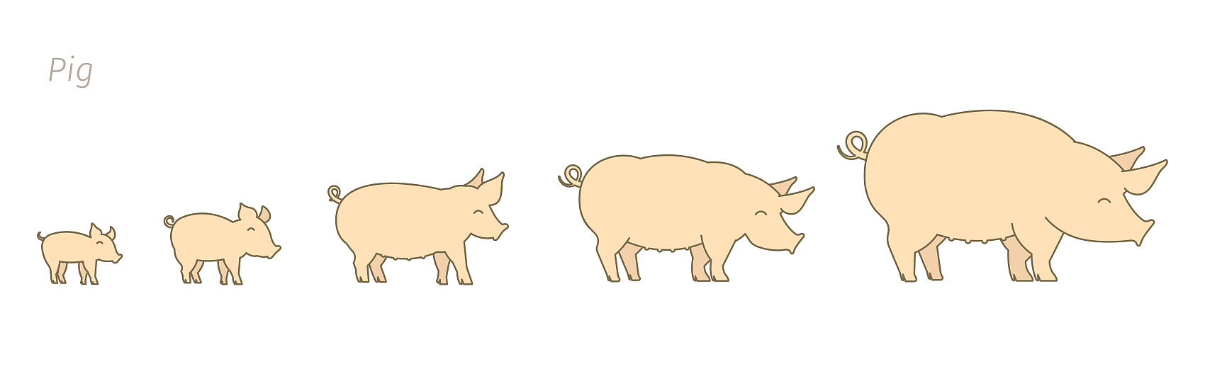 Büyümenin farklı aşamalarındaki domuzlar