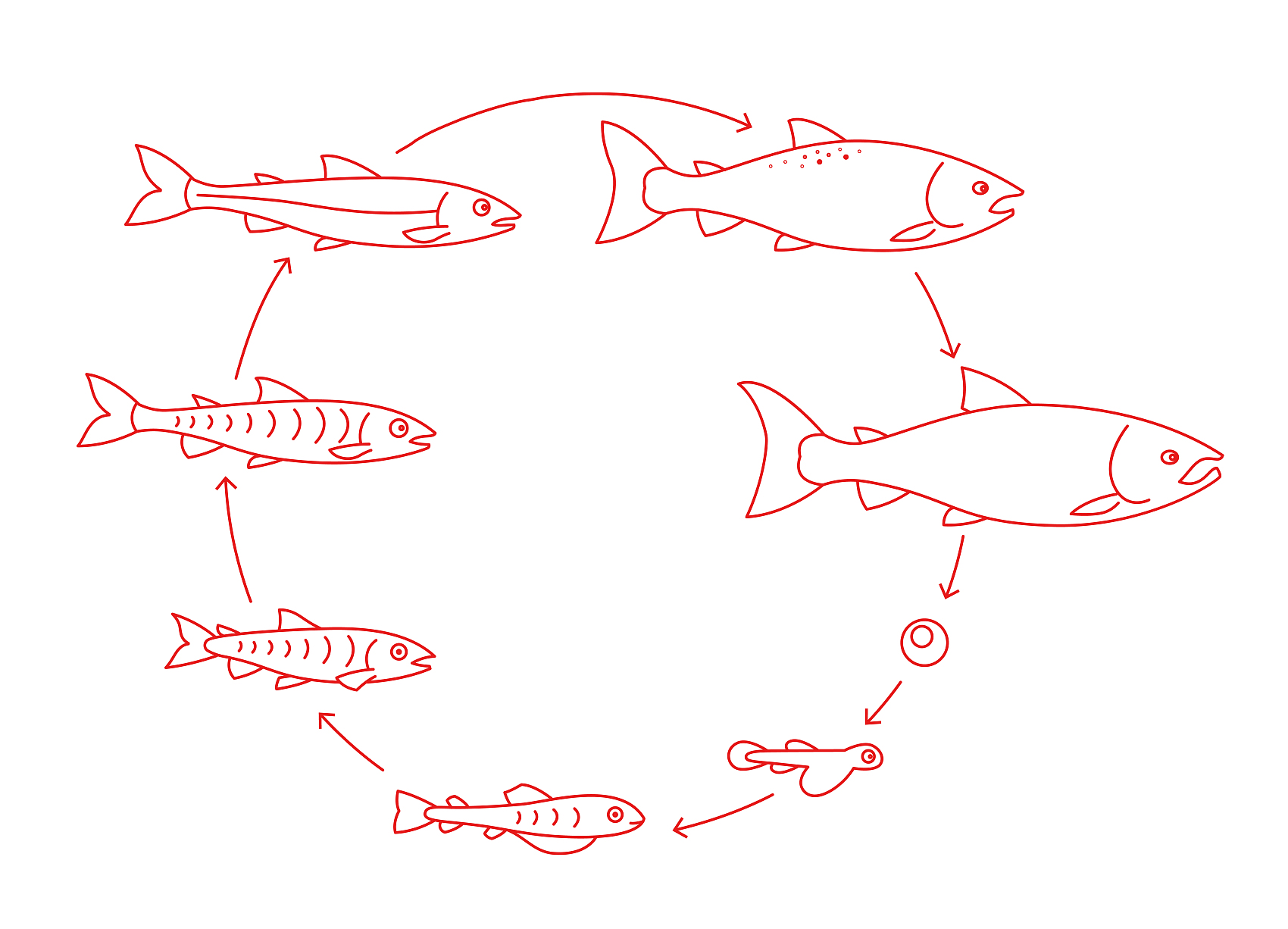 balık yaşam evresi