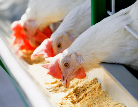 Protein And Amino Acids for Poultry.jpg