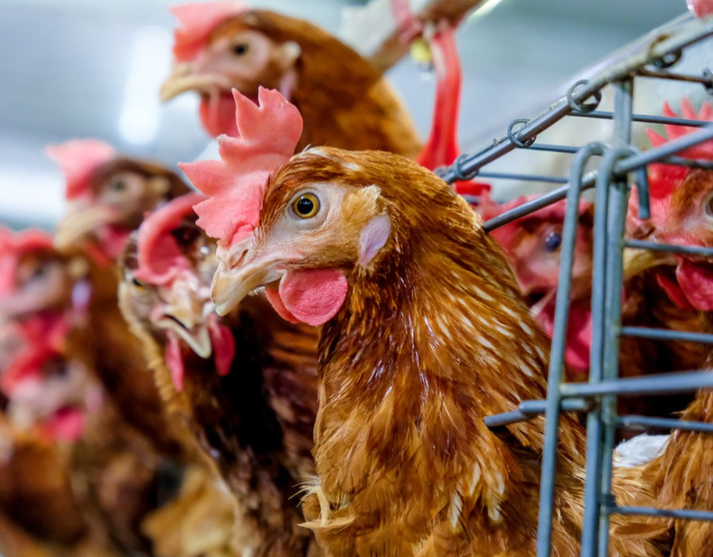 Yumurta Tavuklarının Yem Enerjisi Kullanım Verimliliğini Etkileyen Faktörler