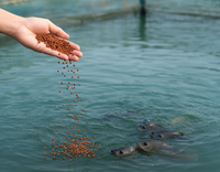 //5jrorwxhomjorik.leadongcdn.com/cloud/lkBqnKmmSRjllniljjkq/Aquaculture.jpg