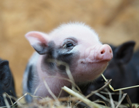 //5jrorwxhomjorik.leadongcdn.com/cloud/lmBqnKmmSRilprjlonkq/piglet.jpg