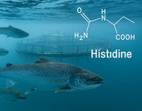 //5jrorwxhomjorik.leadongcdn.com/cloud/lmBqnKmmSRklnrnmikkq/Histidine-in-Aquatic-Animal-Nutrition.jpg