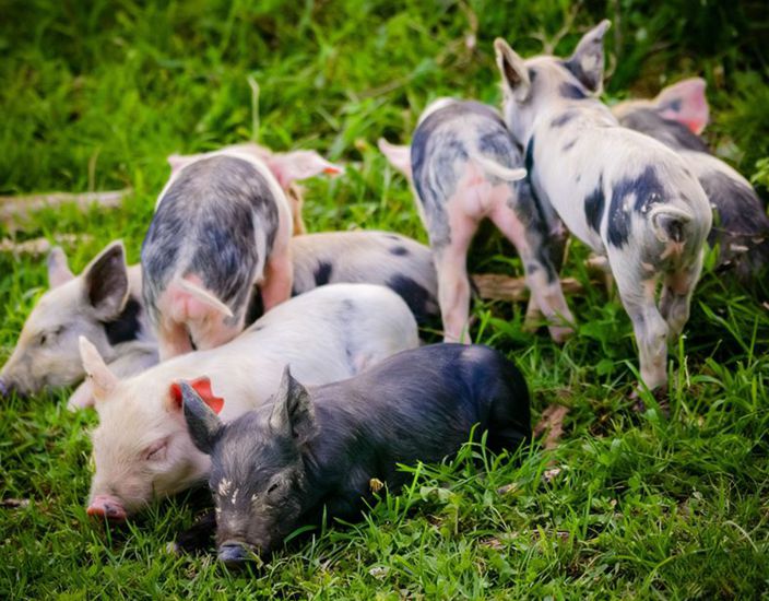 Yemde Metiyoninin Bilimsel Uygulaması ve Piyasa Değeri