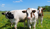 //5jrorwxhomjorik.leadongcdn.com/cloud/lnBqnKmmSRojoonoqpkm/cattle.png