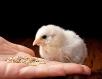 //5jrorwxhomjorik.leadongcdn.com/cloud/loBqnKmmSRklljlqqokp/feed-additives-for-broilers.jpg