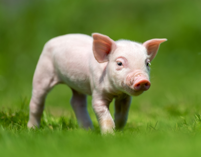 Polifar Pig Premiksleri: Her Büyüme Aşamasında Beslenmenin Sağlanması