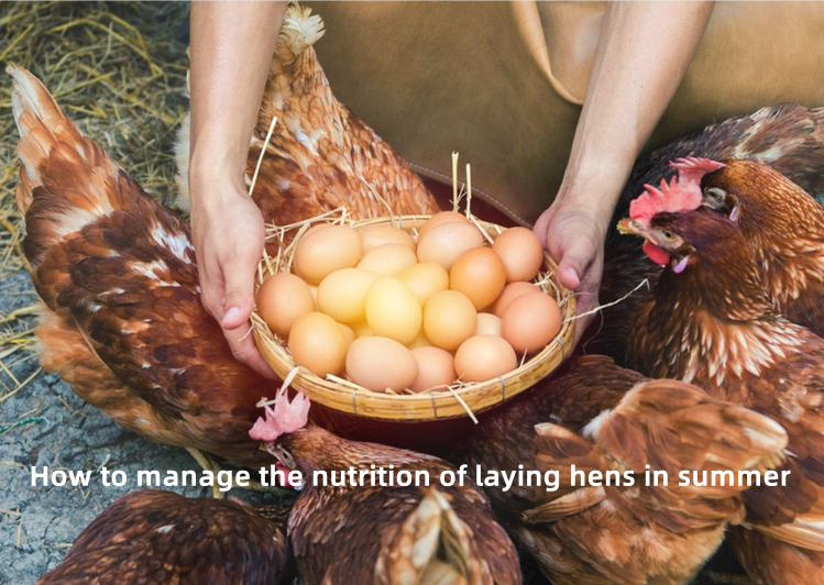 Yaz aylarında yumurtacı tavukların beslenmesi nasıl yönetilir?