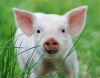 //5jrorwxhomjorik.leadongcdn.com/cloud/lrBqnKmmSRklrokjqokp/feed-additives-for-pigs.jpg