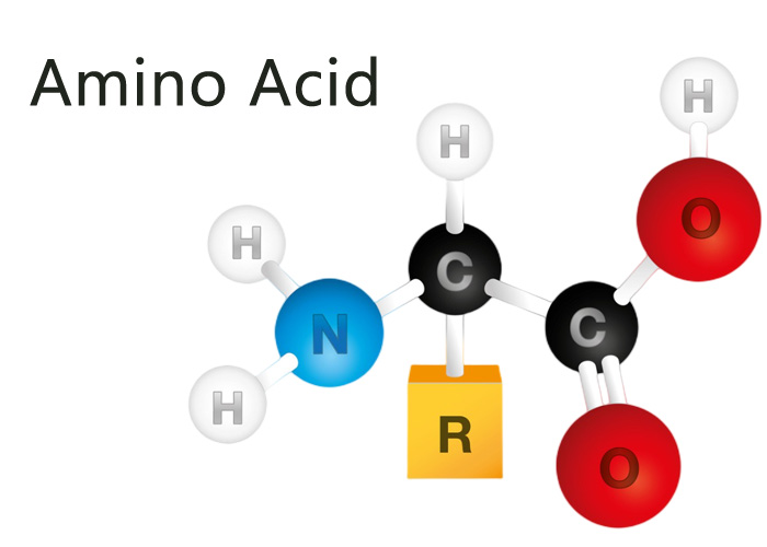 amino asit