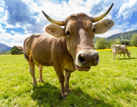 feed additive for cattles.jpg