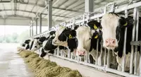 Ruminant Hayvan Sağlığı 