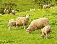 //5jrorwxhomjorik.leadongcdn.com/cloud/pnBqnKmmSRplljqolqkm/Manganese-Sulphate-for-Ruminants_703_550.webp