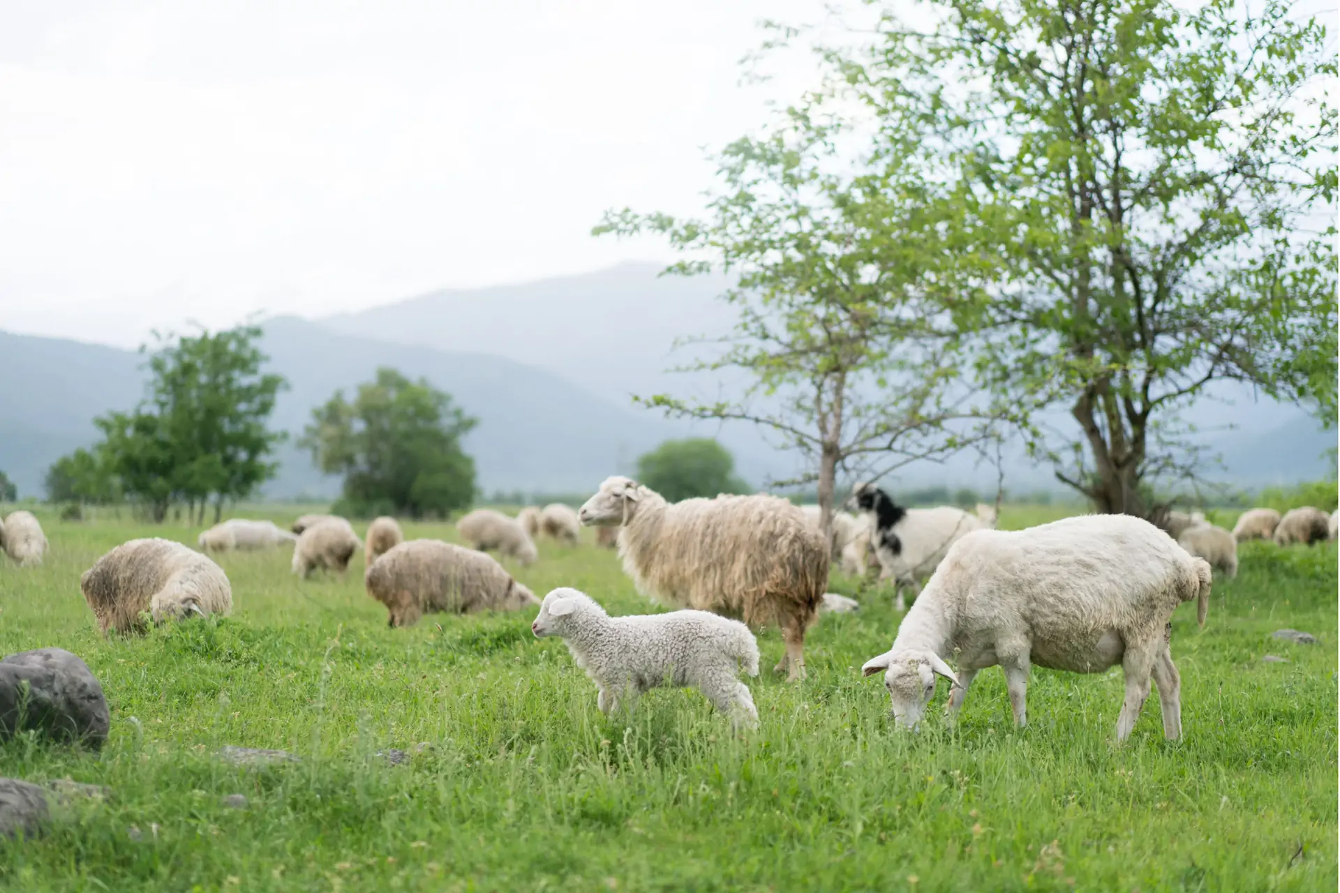 Free-range sheep