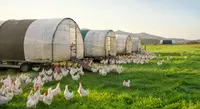 Kanatlı Yem Katkı Maddeleri 